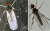 Empis sp.